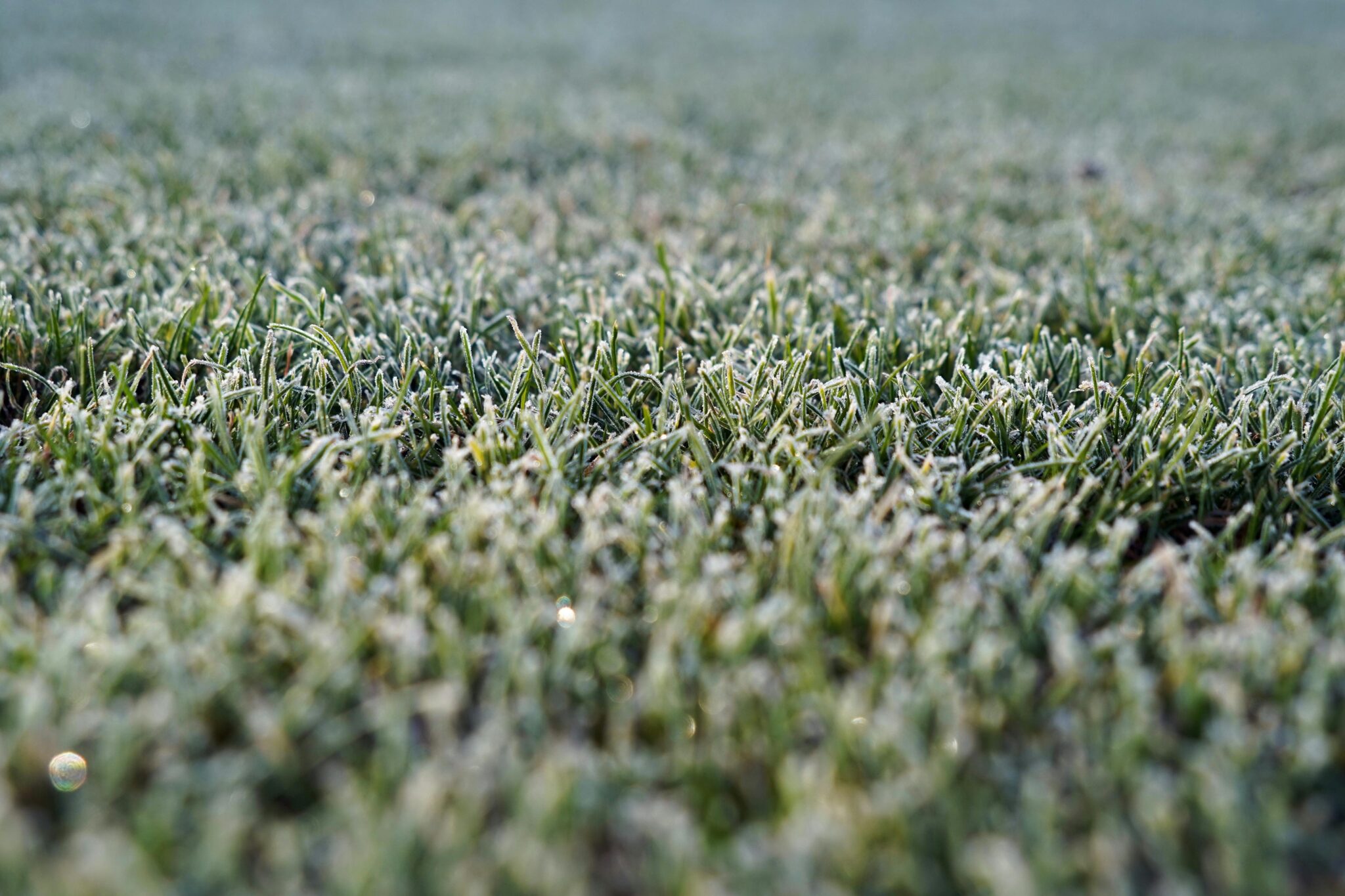 Curated visual reference: Winter Lawn Care For Irrigation Reference: Winter Lawn Care Myths What Ocala Homeowners Should Really Do